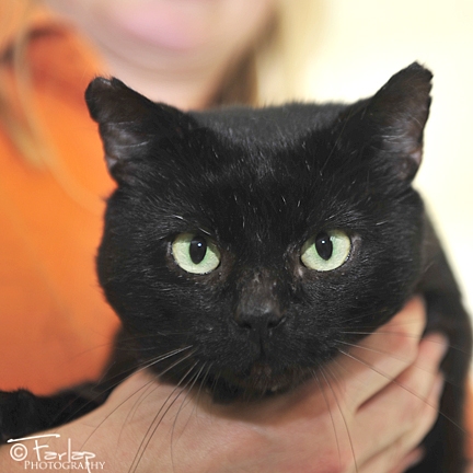 black cat Gables Farm animal charity.JPG